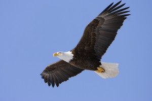 eagle-soaring